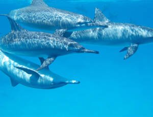 zanzibar-dolphin-swimming